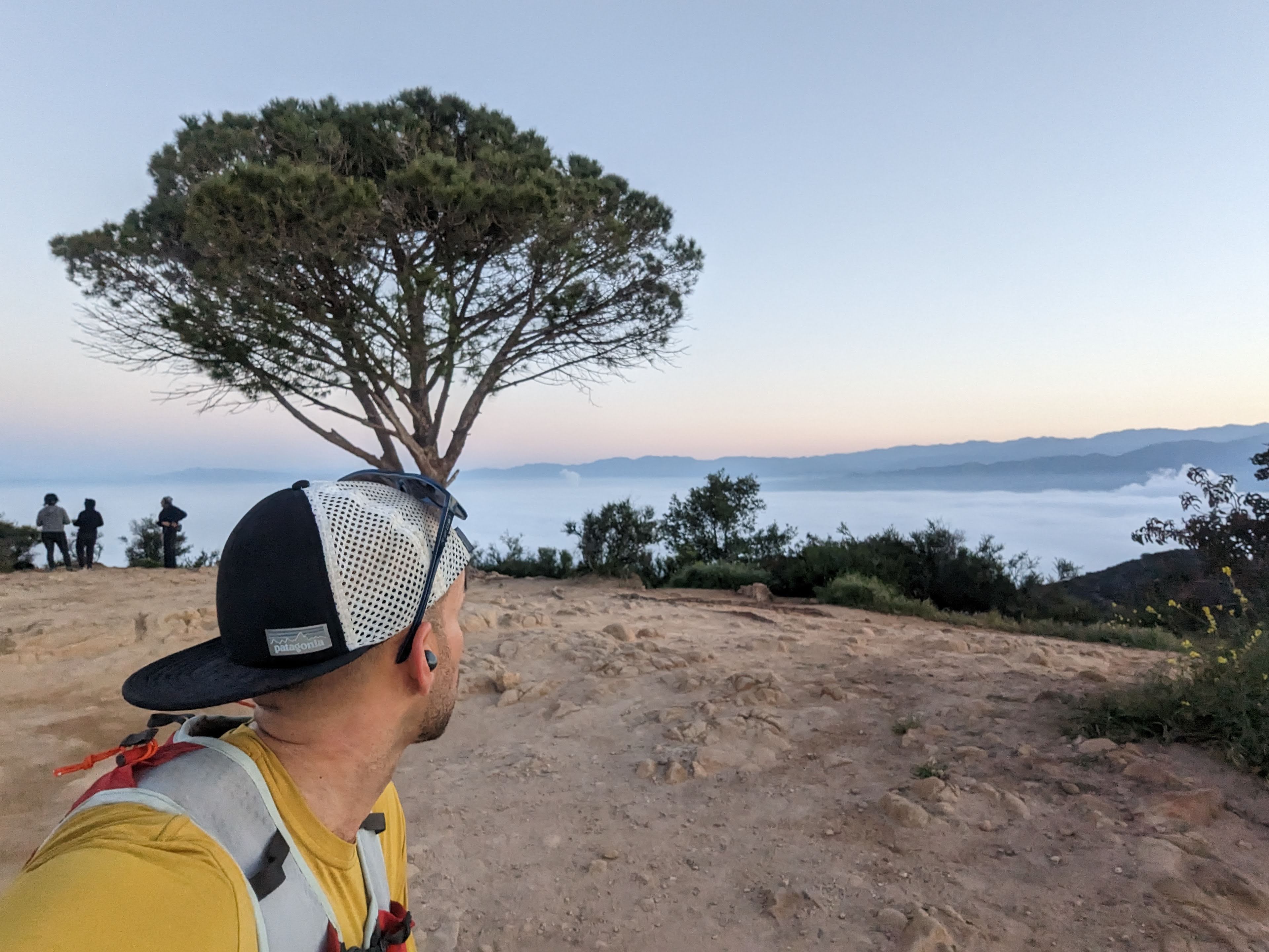 Wisdom Tree at sunrise above the clouds